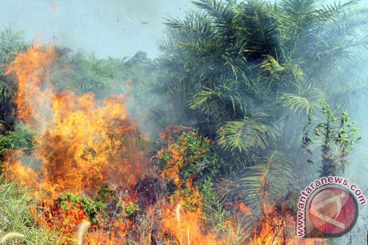 Satwa rusak kebun karena hutan terbakar