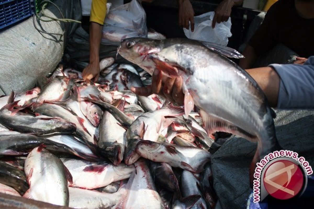 Produksi ikan patin  Sumsel sumbang 47,4 persen kebutuhan nasional