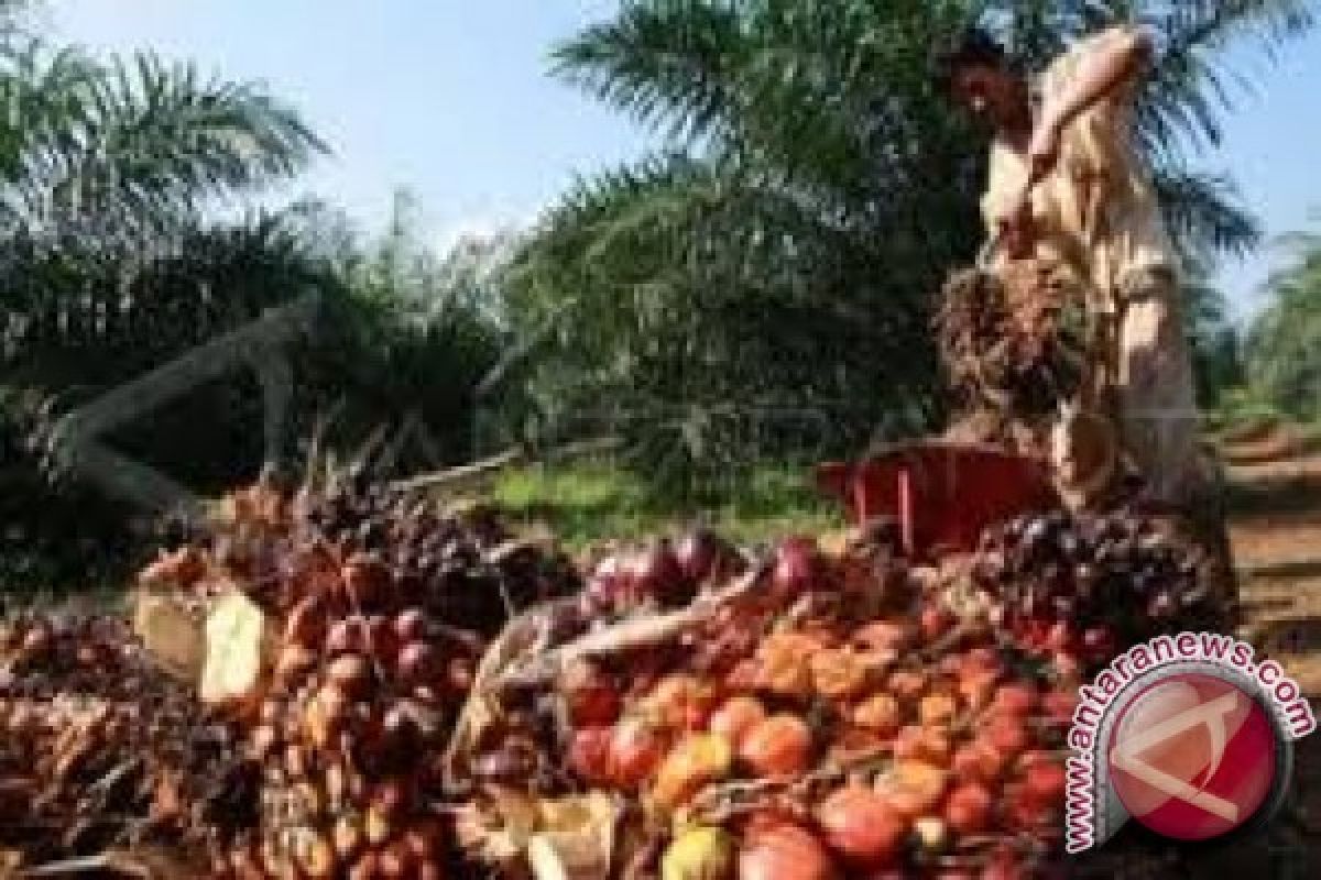 Harga CPO di Jambi turun Rp255/Kg