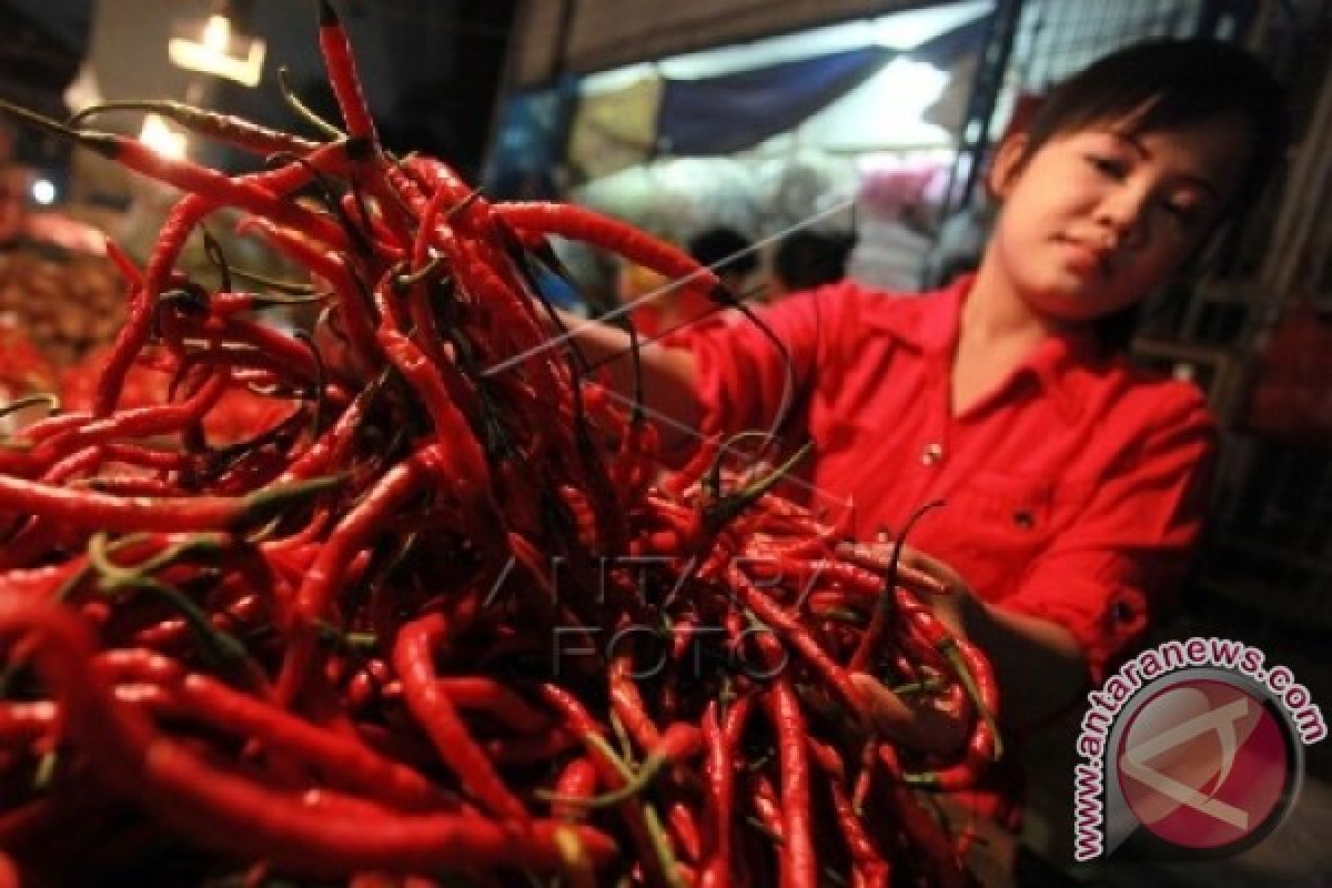 Harga cabai merah di Padang Rp50.000/Kg