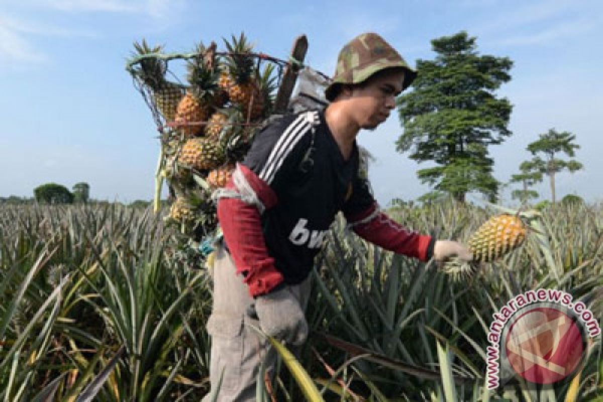 Mengenal Desa Tangkit Baru, sentra produksi nanas di Jambi