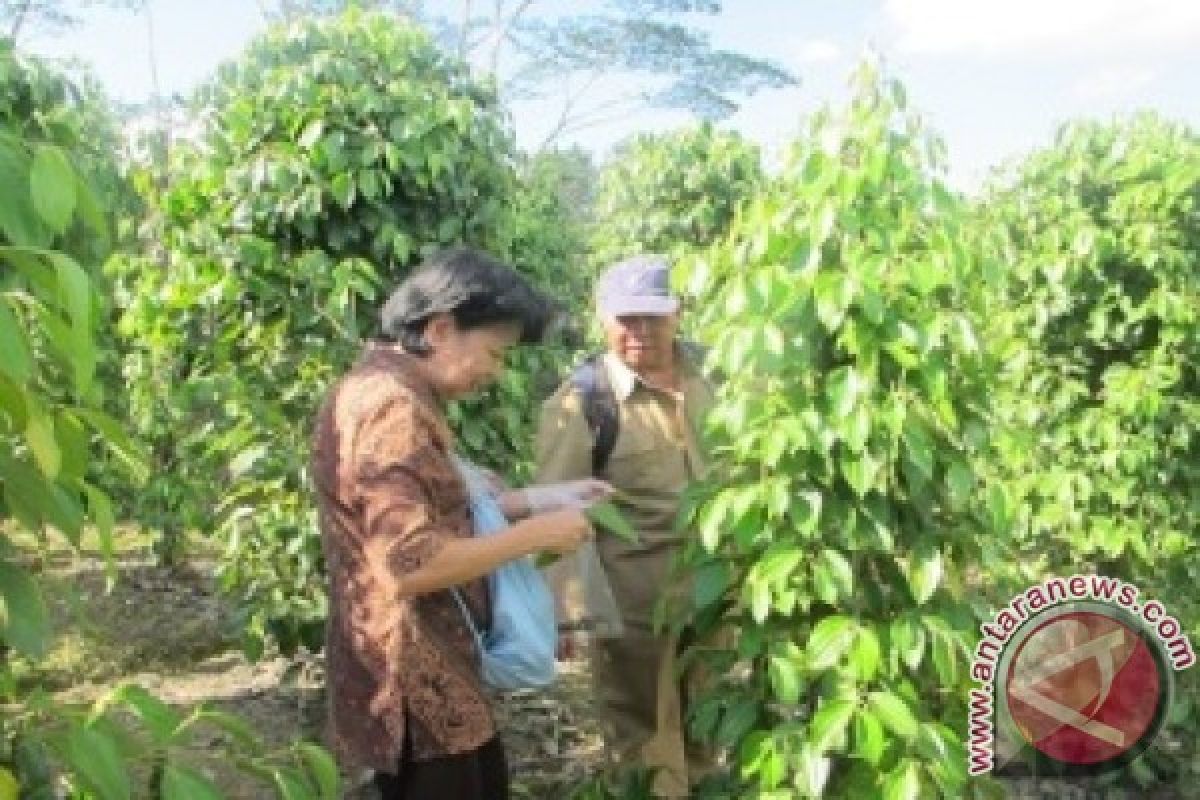 Disbun Kaltim ekstensifikasi dan intensifikasi 100 hektare tanaman lada