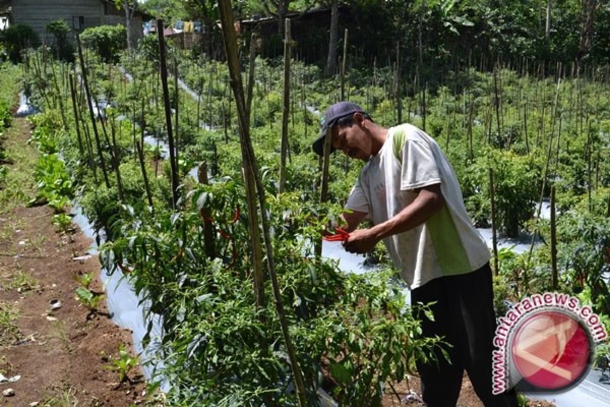 Produksi Cabai Merah Lampung 34.821 Ton 