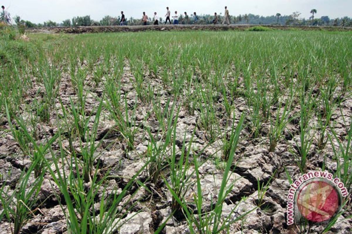 7.000 Hektare Sawah Karawang Berpotensi Kekeringan 