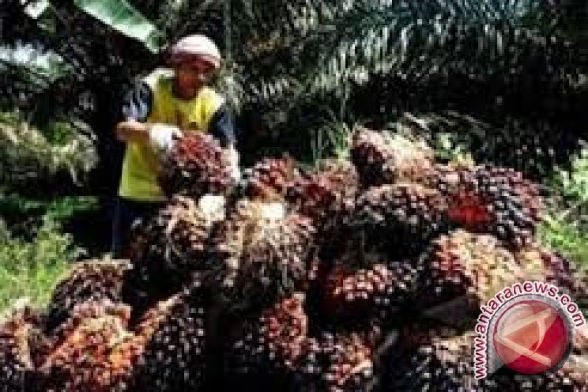 Harga minyak sawit mentah di Jambi turun 