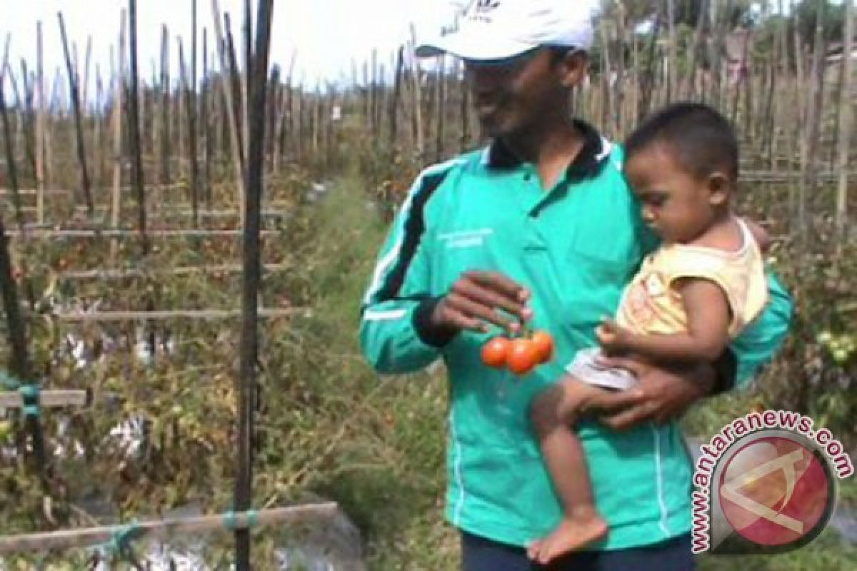 Harga Tomat di Tingkat Petani Magetan Turun