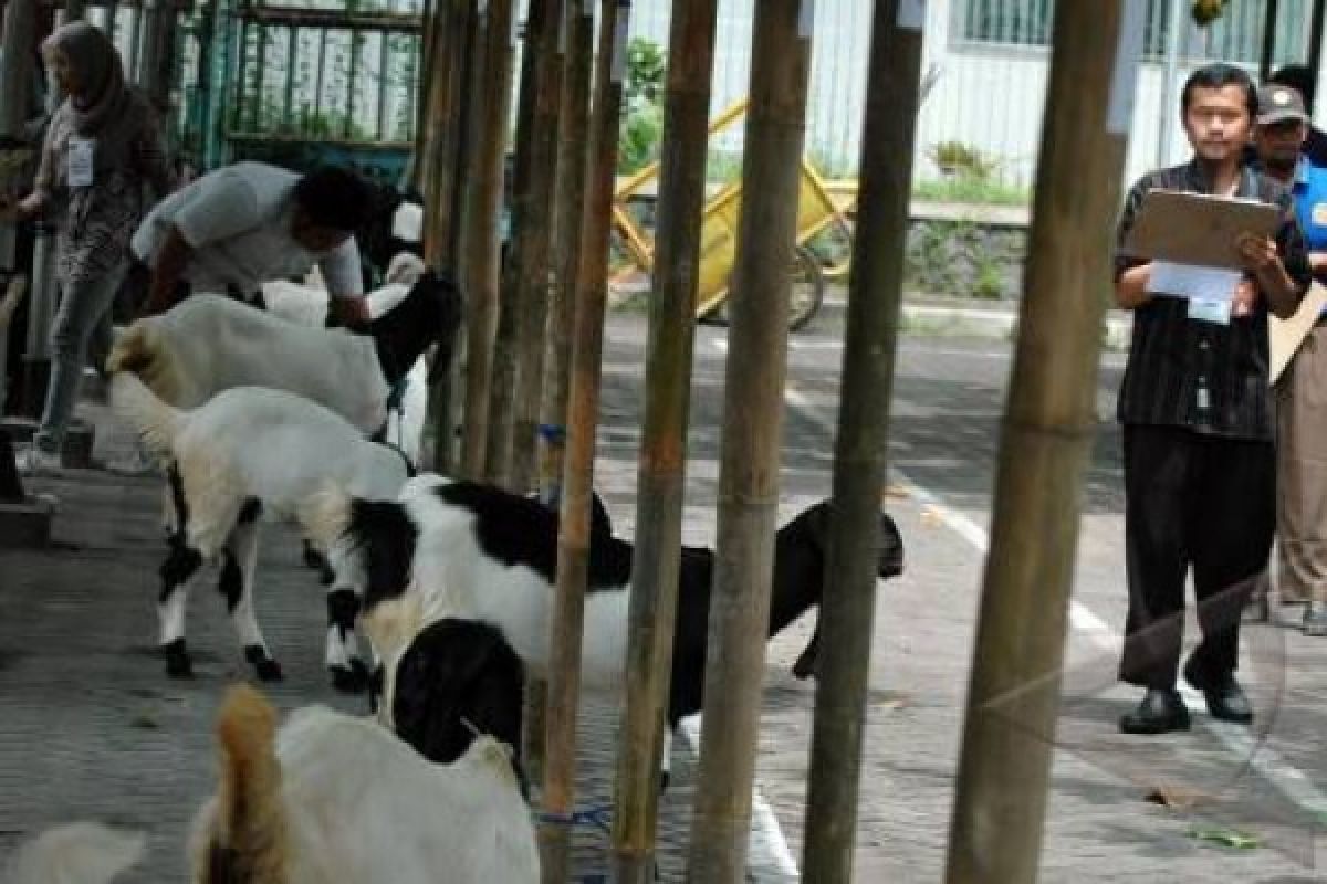 Ratusan Kambing Etawa Kontes di Wonosobo