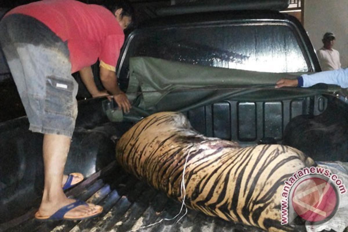 Polisi Aceh Tangkap Tiga Pemburu Harimau Sumatera
