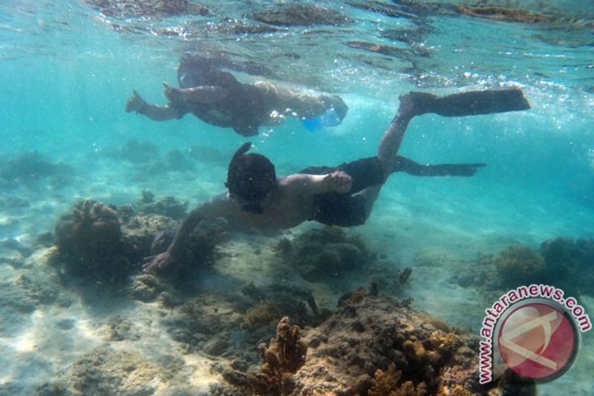Peneliti: kondisi terumbu karang Mentawai memburuk