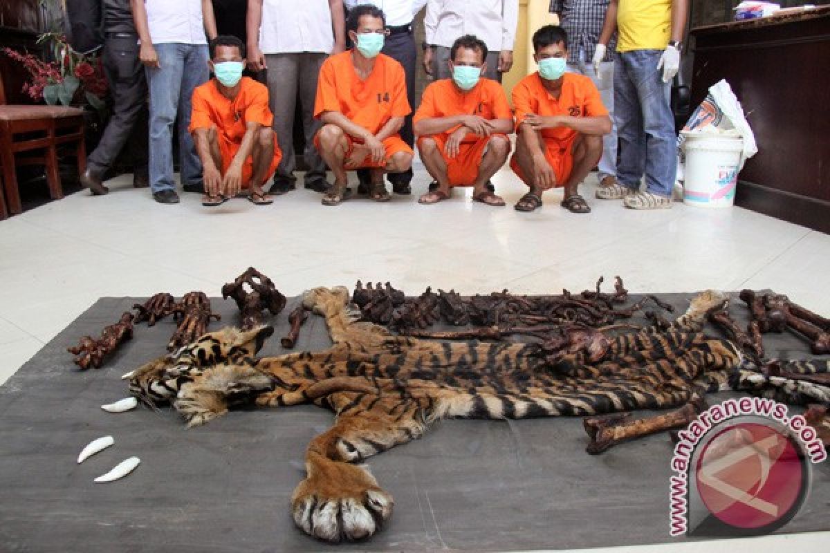 Polisi Tangkap Tiga Pemburu Harimau Sumatera