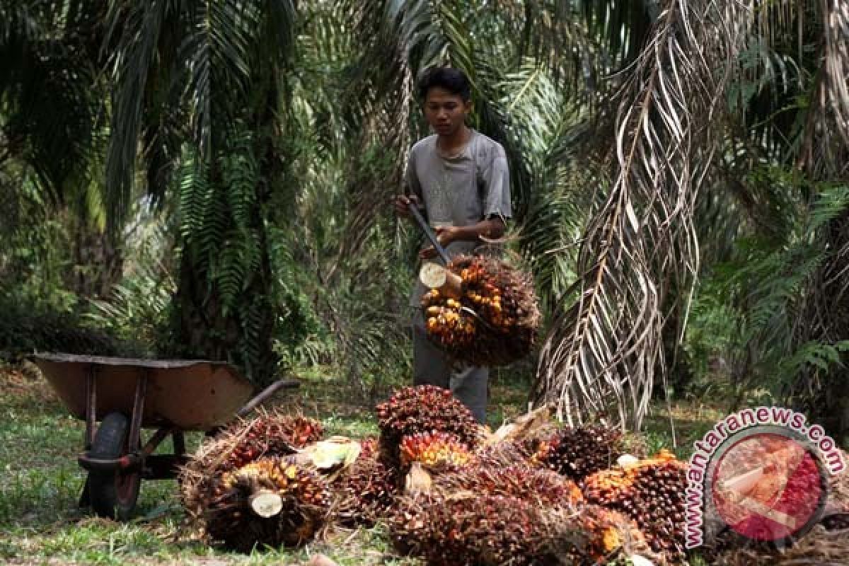 Indonesia`s exports of palm oil shrink in first quarter