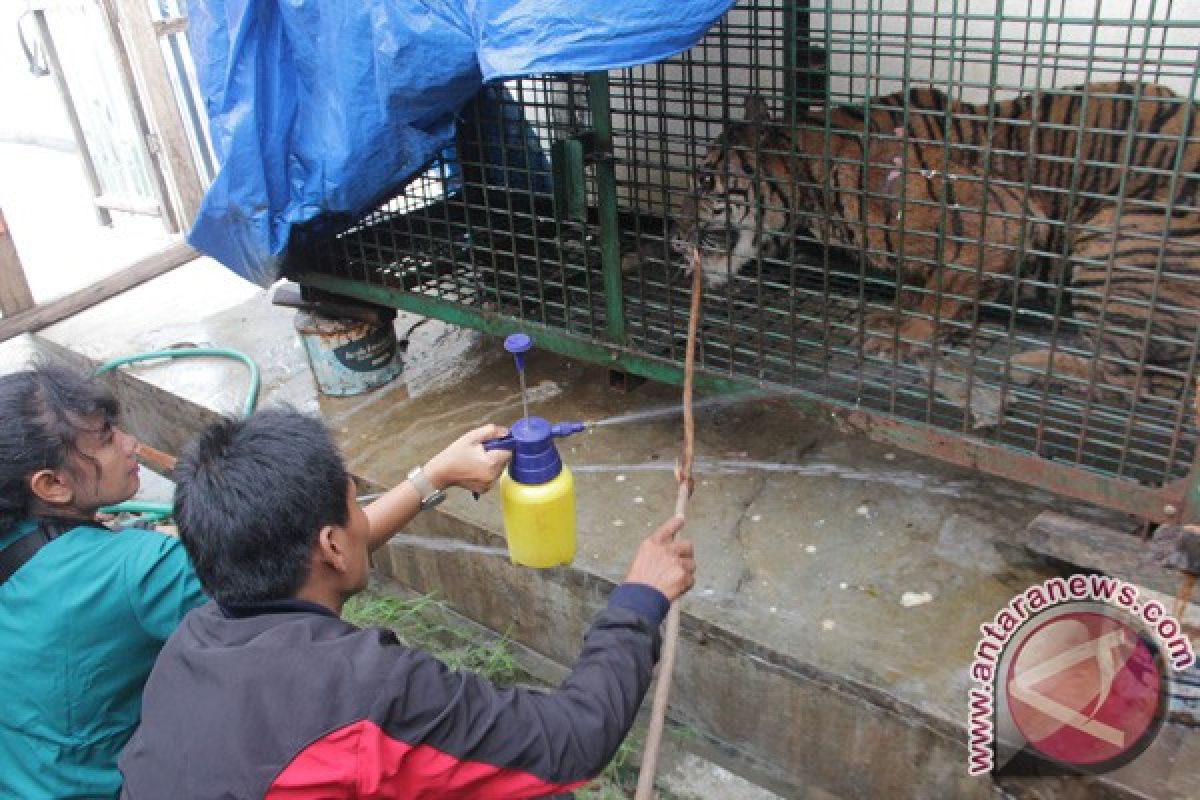 Dua harimau asal Bengkulu butuh rehabilitasi