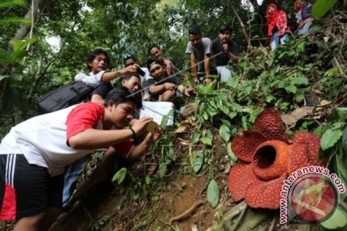 Wisatawan Asing Kagumi Raflesia Arnoldi