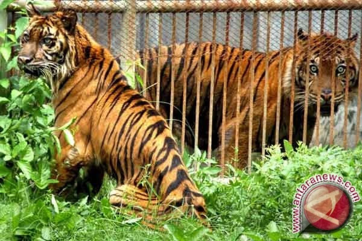 BKSDA: Harimau Sumatera Terancam Punah