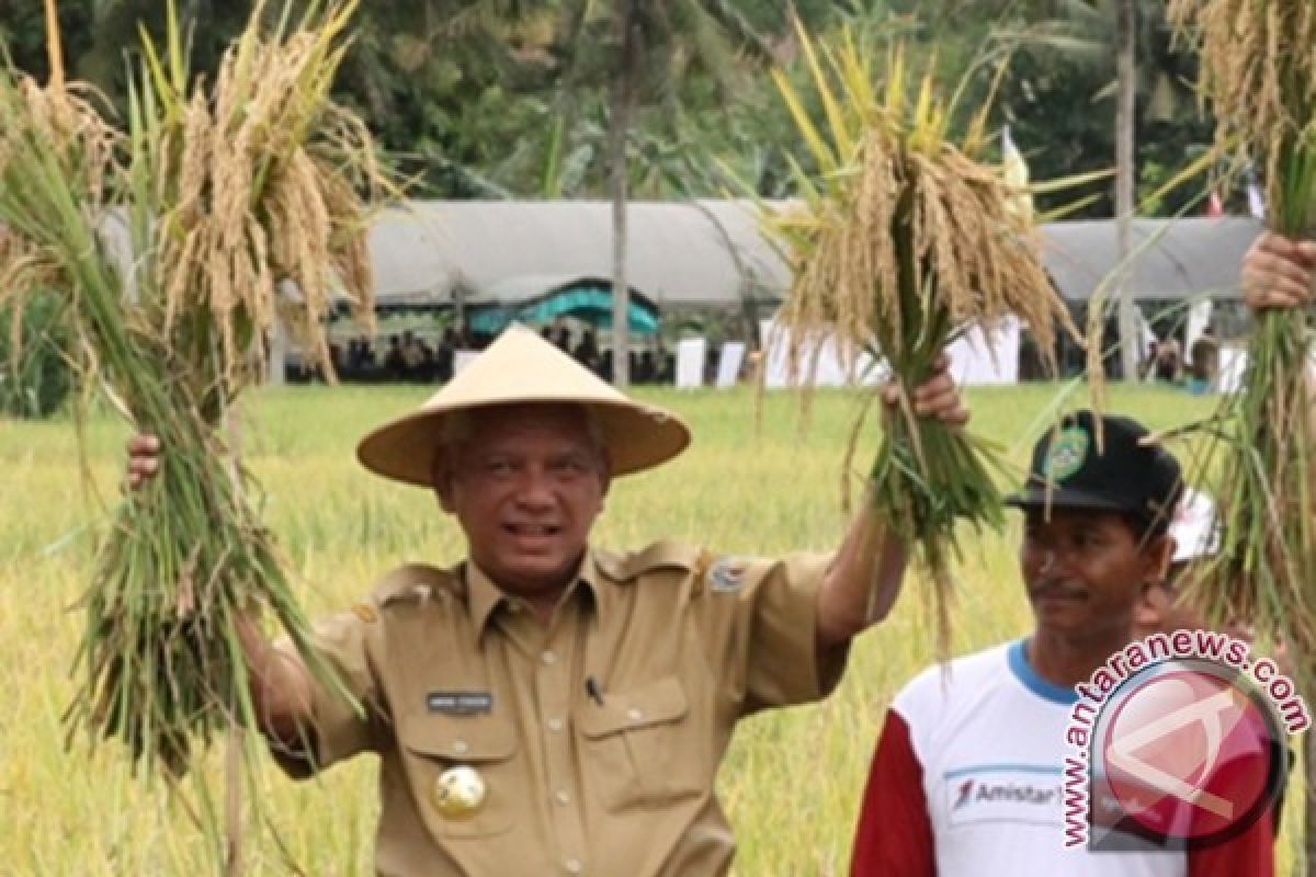 Meskipun Kemarau Stok Pangan Kaltim Masih Aman