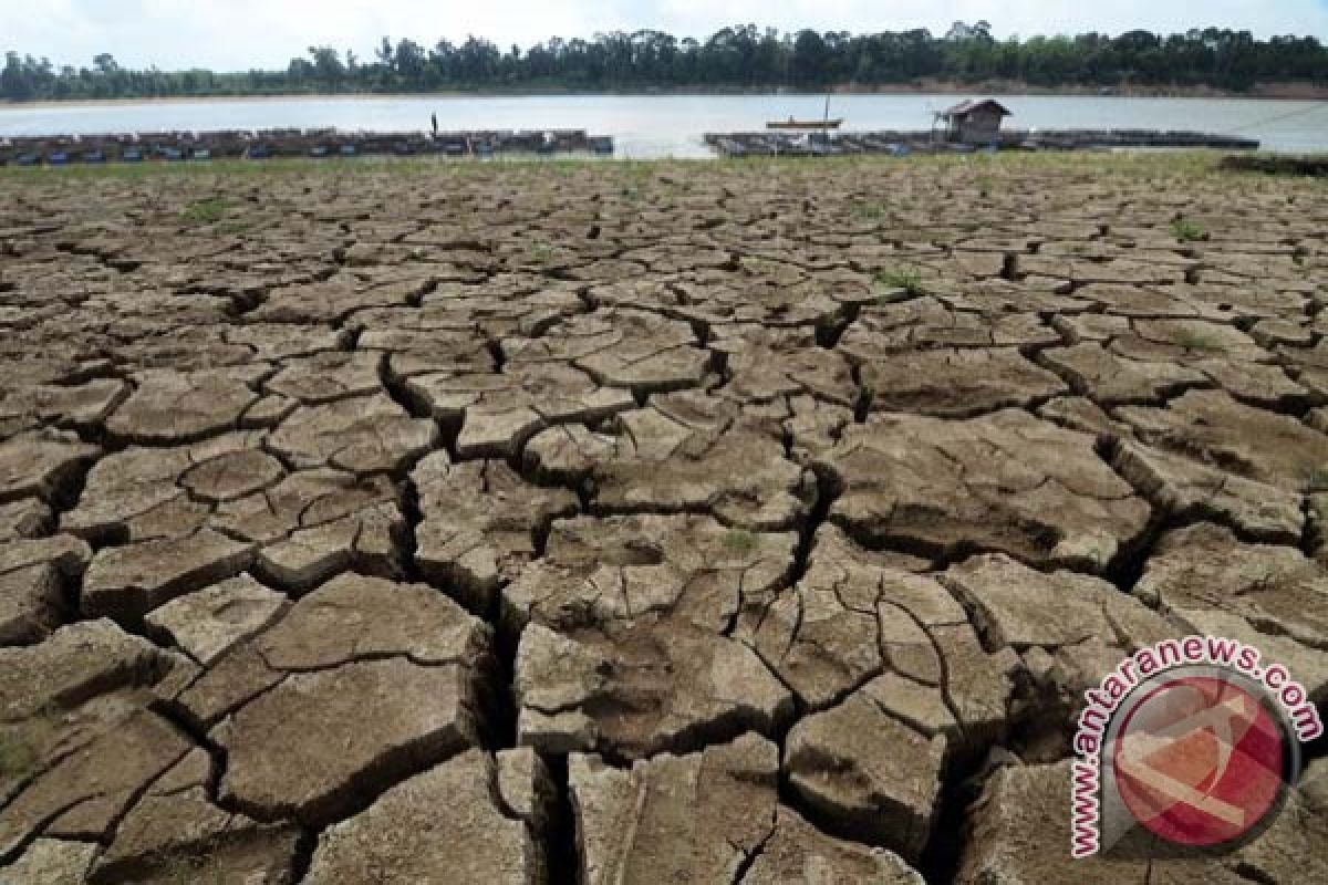 7.000 hektare lahan pertanian Gorontalo kekeringan