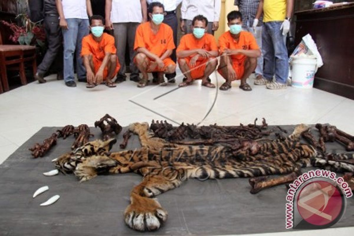 BKSDA: Harimau Sumatera Terancam Punah