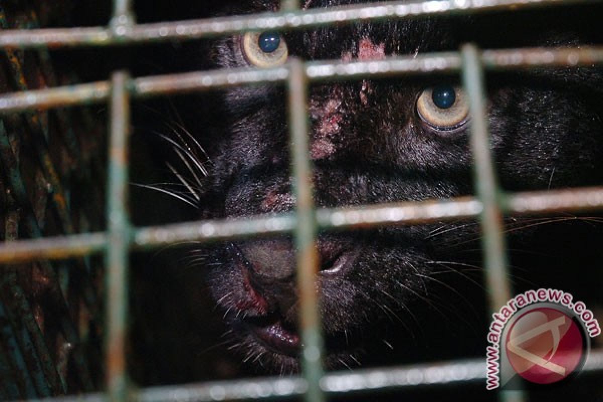 Seekor macan kumbang tertangkap kamera di Nusakambangan