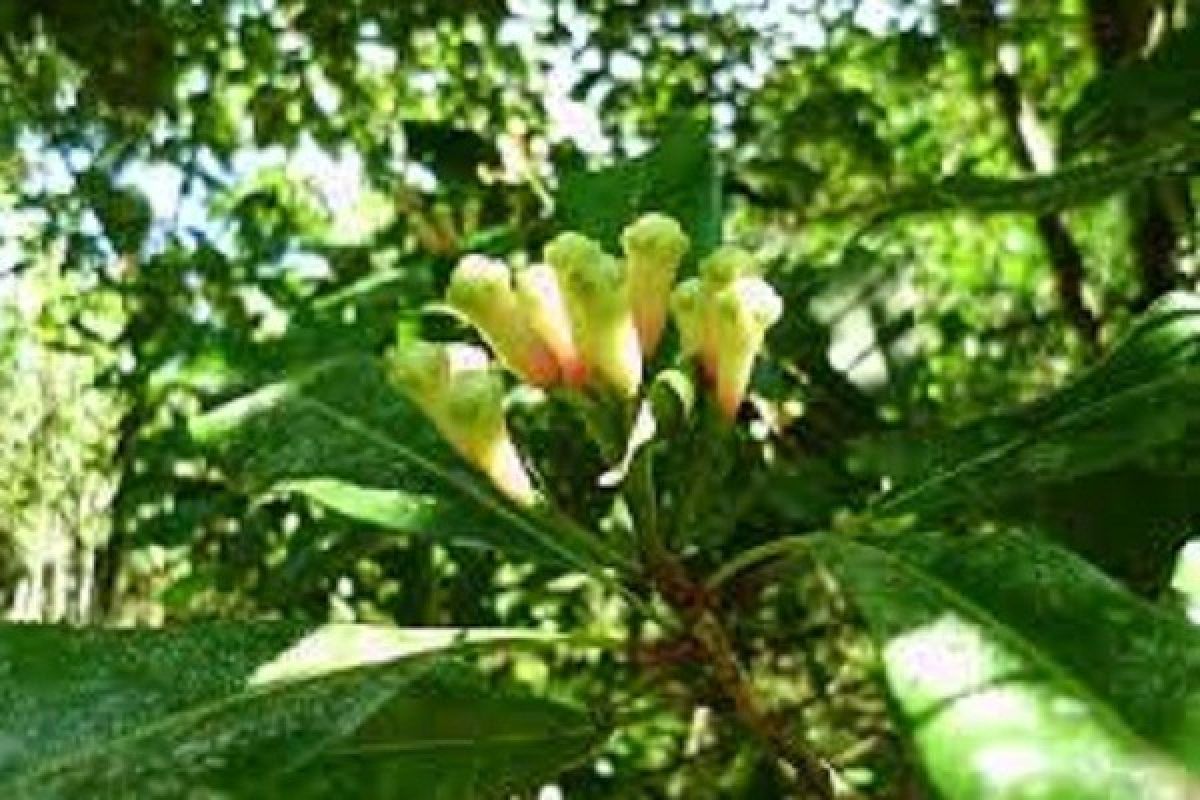 Petani di Buleleng Sesalkan Harga Cengkeh  Turun