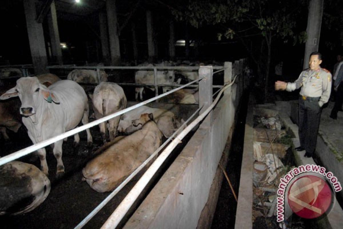 Usai didatangi Kabareskim, perusahaan penggemukan sapi di Tangerang disegel