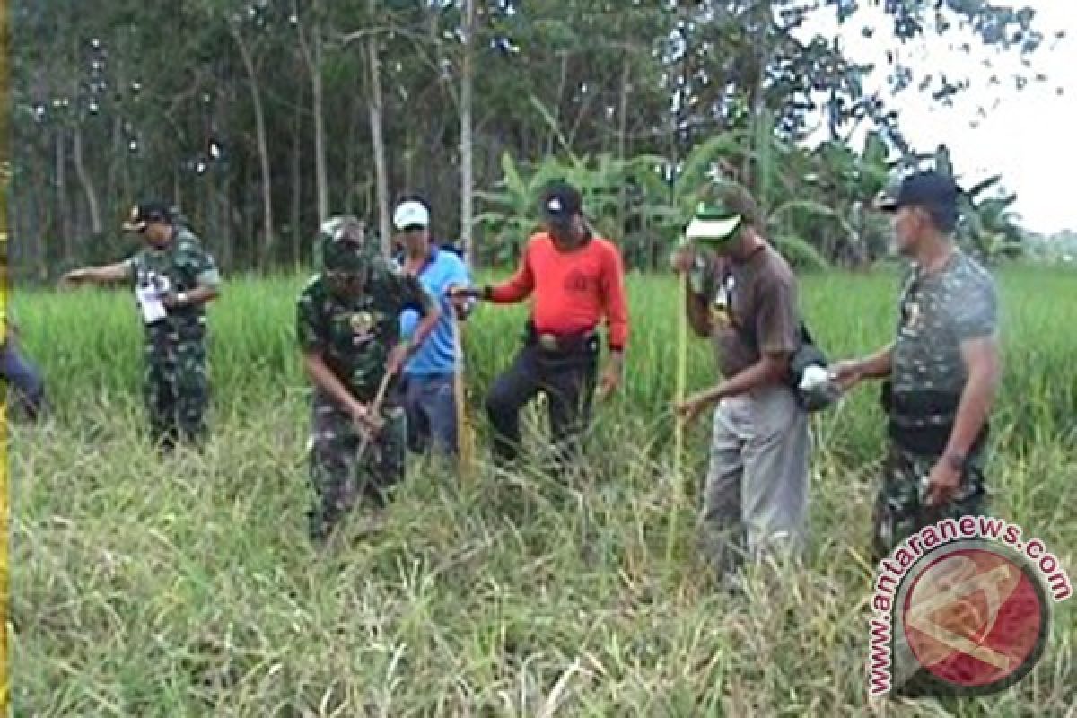 Petani-TNI Buru Tikus di Tabanan