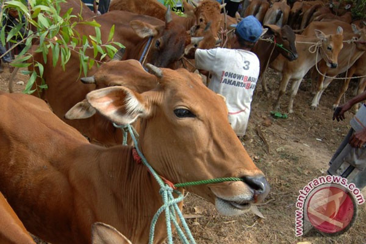 Sumbawa Barat fokuskan penggemukan ternak