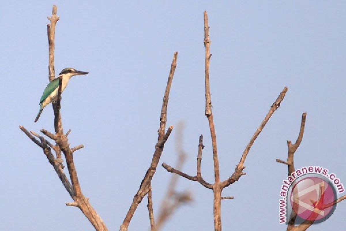 38 jenis burung langka teramati di hutan Damarwulan