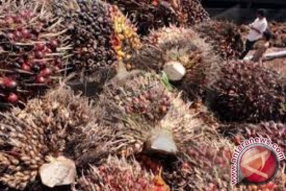 Harga CPO di Jambi turun Rp161/kg 