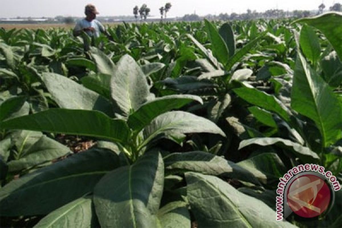 Ribuan hektare tanaman tembakau mati akibat banjir