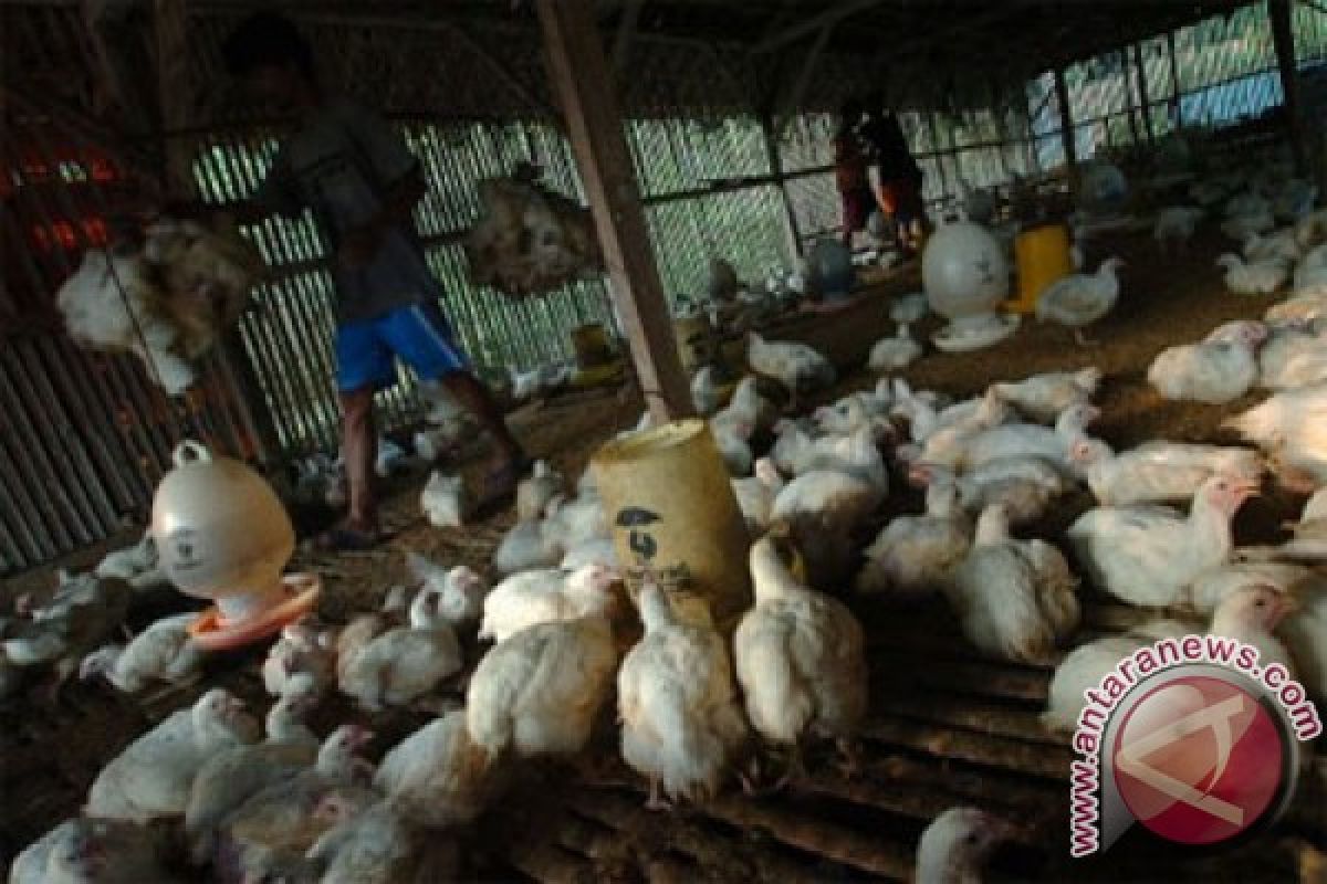 Pemasok ayam Bekasi akui pasokan turun