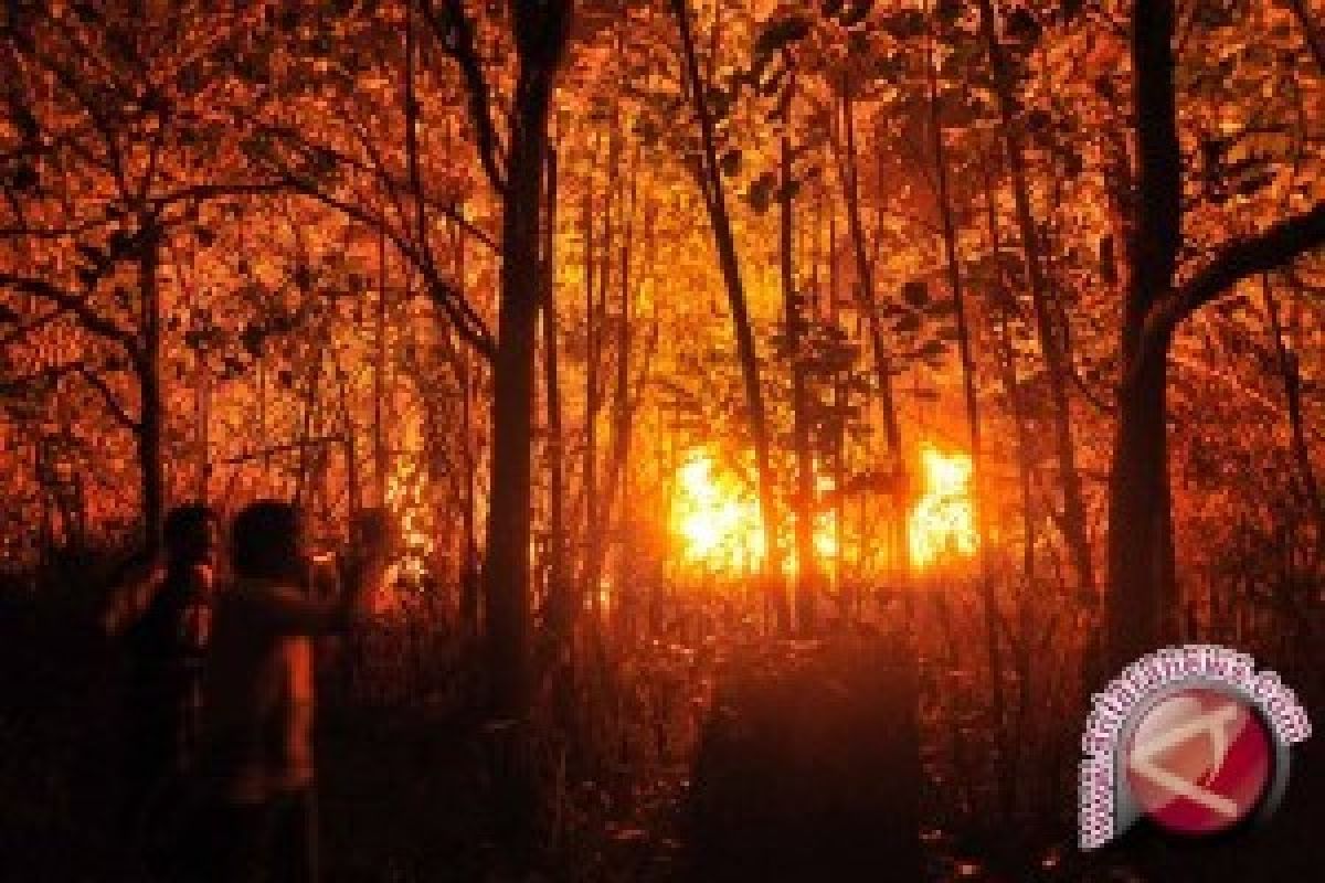 Kawasan Hutan Lindung Gunung Merapi Terbakar