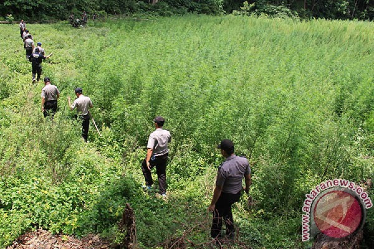 Aparat Aceh Selatan Temukan 2 Hektare Ganja