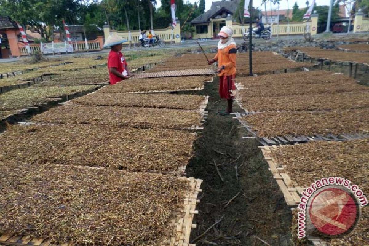 Dishubtun: Pabrikan belum Lakukan Pembelian Tembakau Bojonegoro