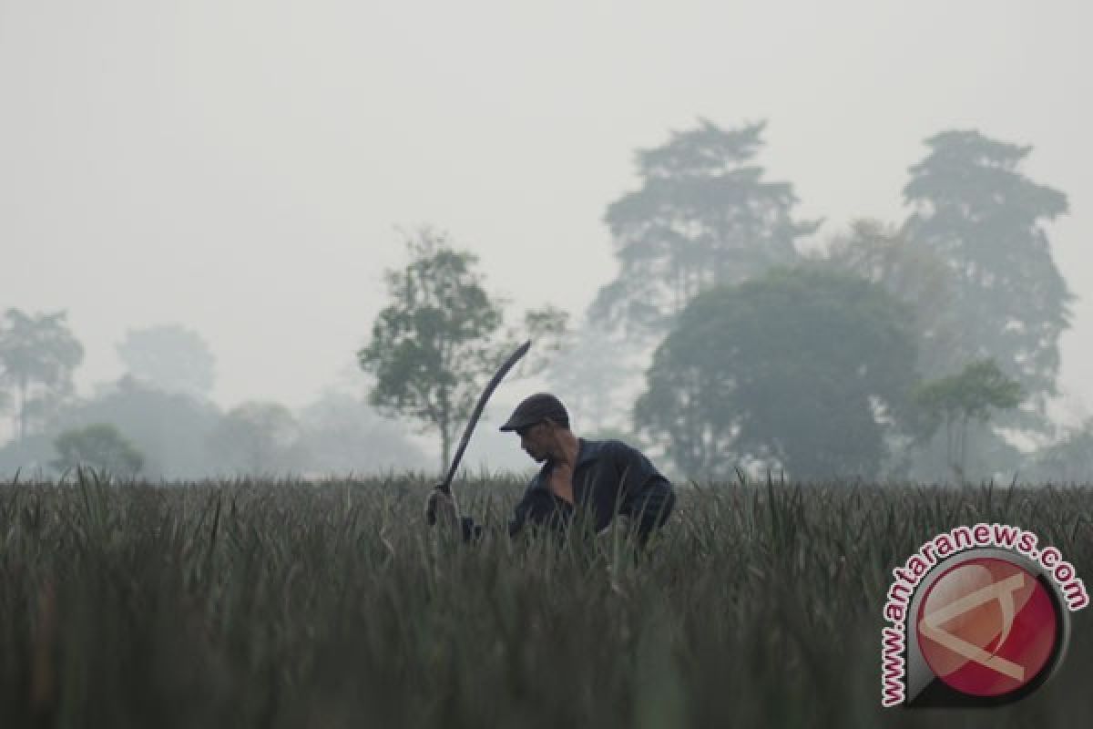 Penerbangan ke Jambi terganggu asap, Menag gagal mendarat