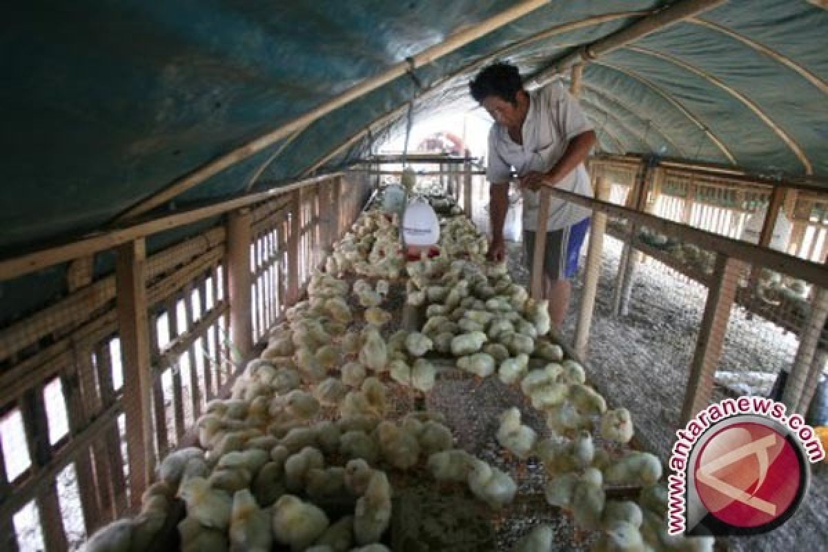 Harga Daging Ayam Di Binjai Rp33.000/kilogram