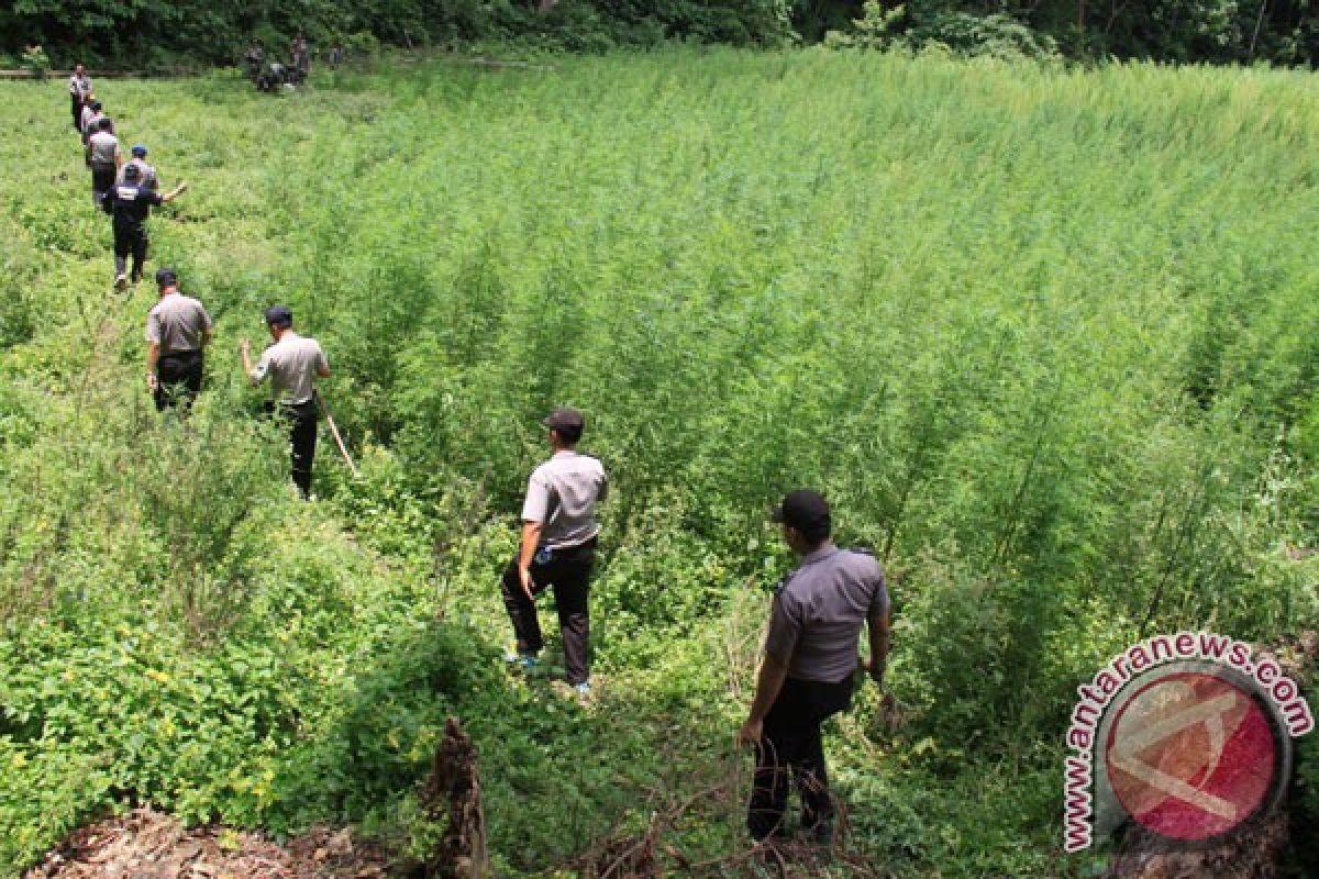 Polres Musirawas temukan lima hektare ladang ganja