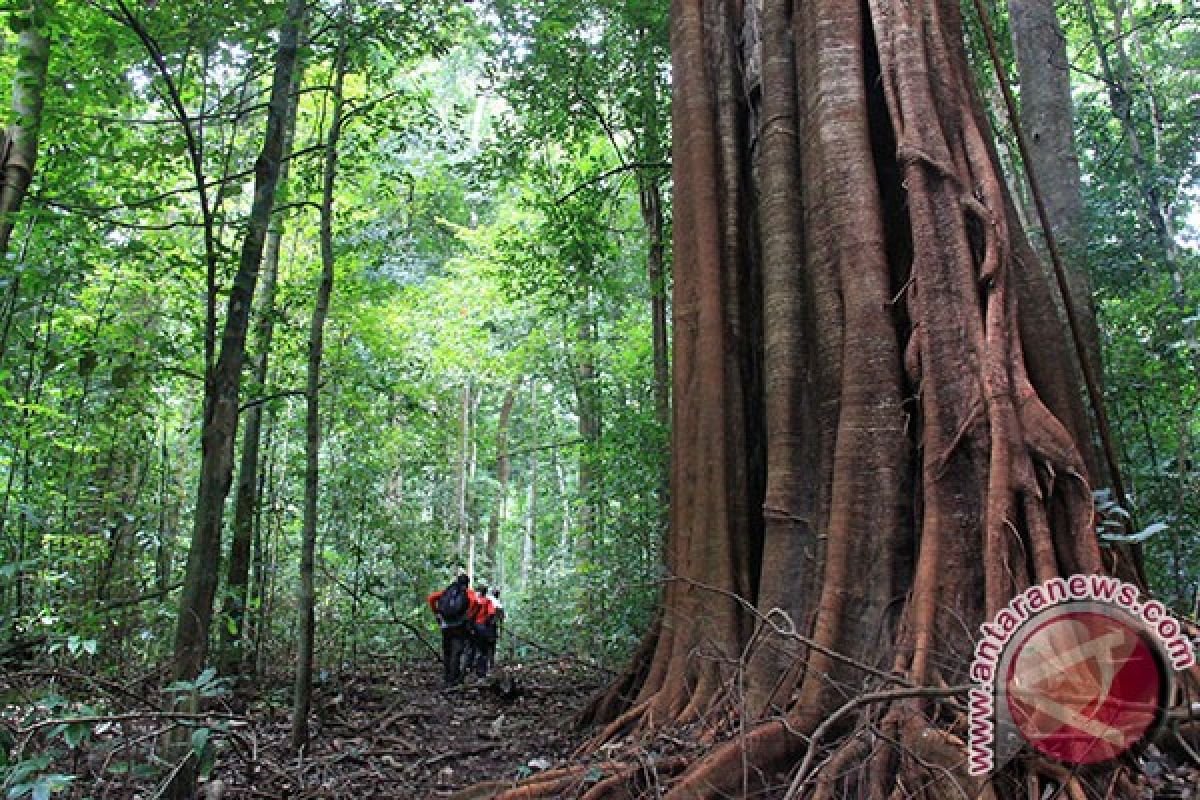 Ribuan Hektare hutan KEL beralih fungsi