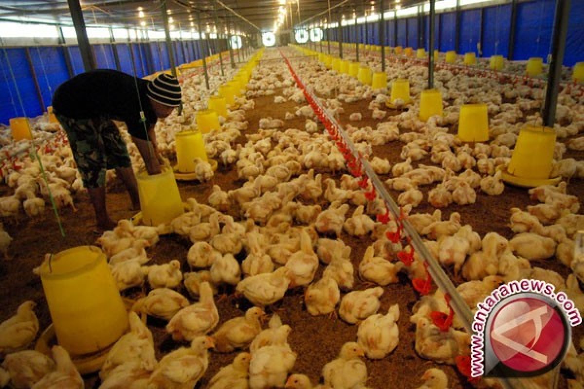 Kebutuhan ayam di Kaltim mencapai 12,7 juta ekor