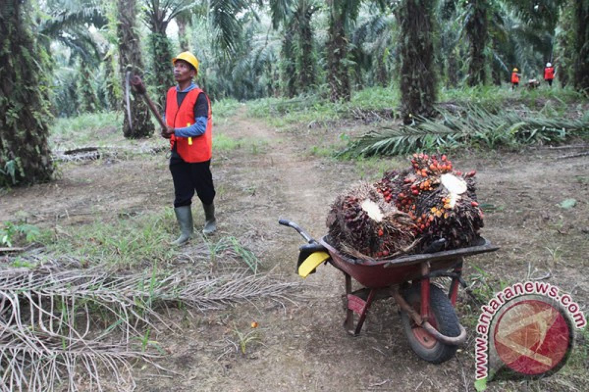 Pendapatan Petani Sawit Nihil