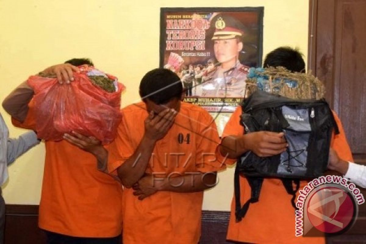 Polisi Tangkap Pengedar Ganja di Subulussalam