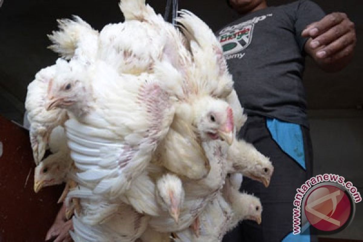 Jepang musnahkan 210 ribu unggas untuk atasi flu burung
