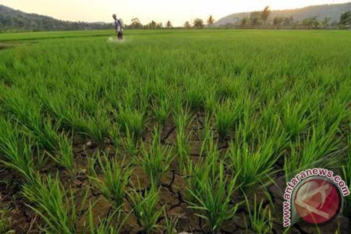 Pemkab Majene diminta atasi kekeringan padi 