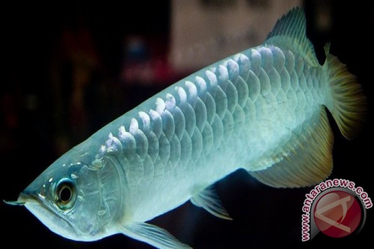 DKP Babel Kembangkan Arwana Silver Belitung Timur