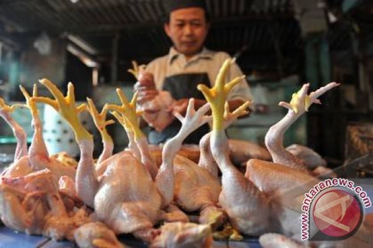 Harga ayam ras bertahan mahal di Medan