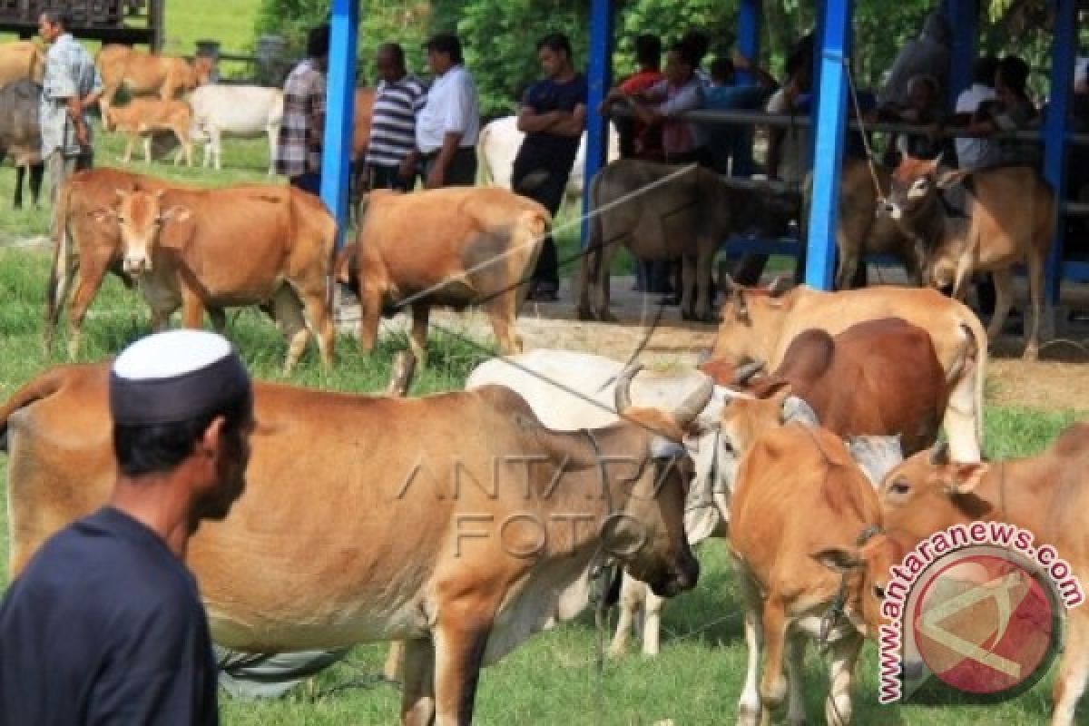 Disnak Minta Petugas Periksa Kesehatan Hewan Qurban