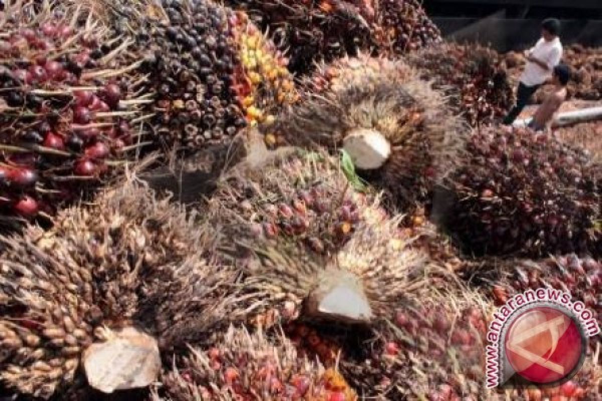 Harga CPO di Jambi turun Rp90/kg 