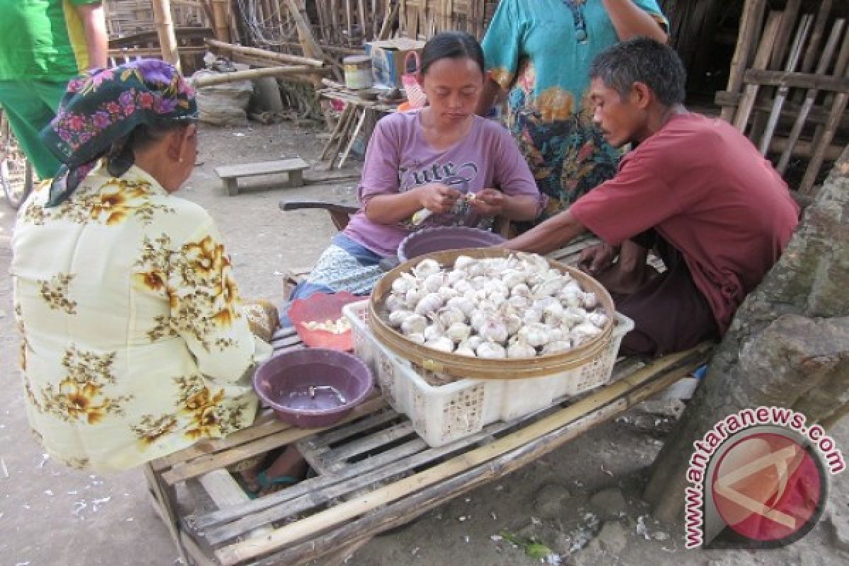 Harga Bawang Putih Sidoarjo Berangsur Turun