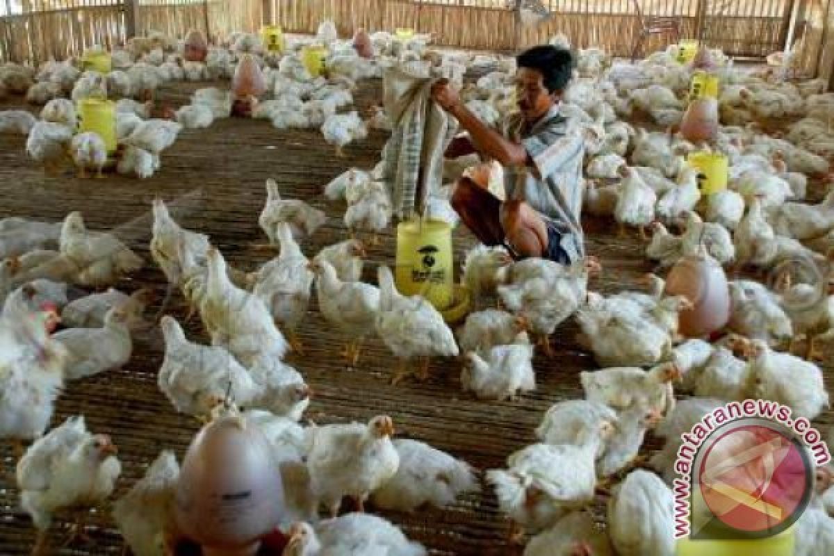 DOC Tidak Pengaruhi Harga Ayam Potong Sukabumi 