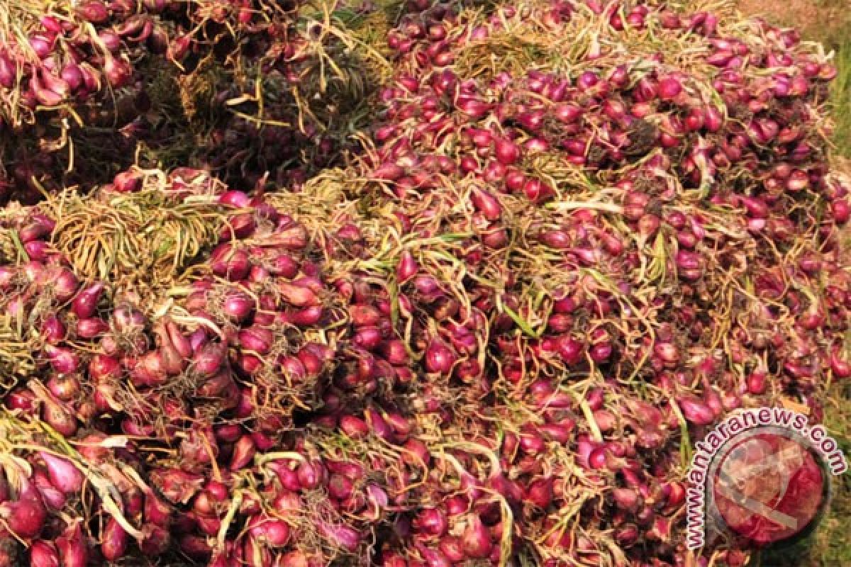 Ekspor bawang merah 1.500 ton dari target 30 ribu ton