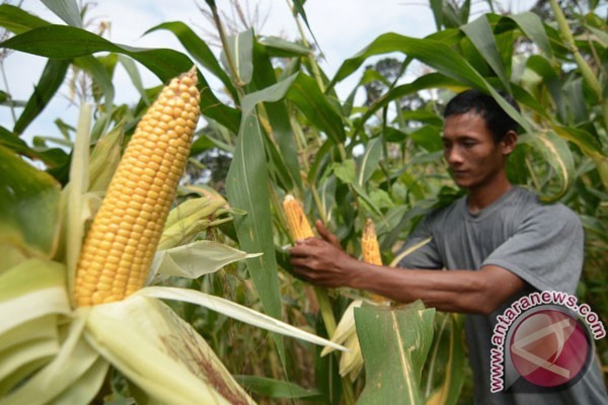 BKPPIJ Kembangkan Jagung Bonia yang Telah Punah